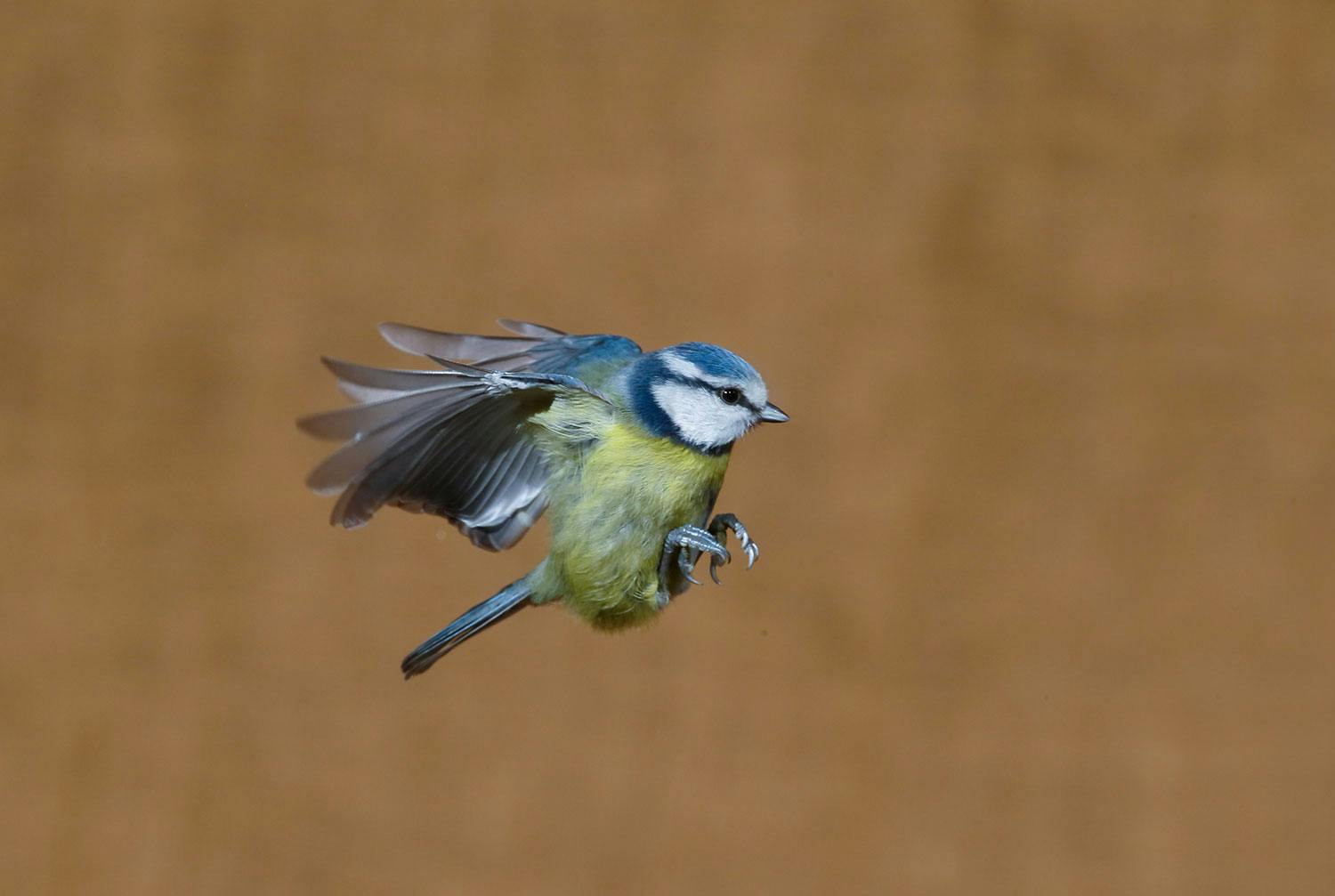 Bild utan fläckar Bild utan fläckar